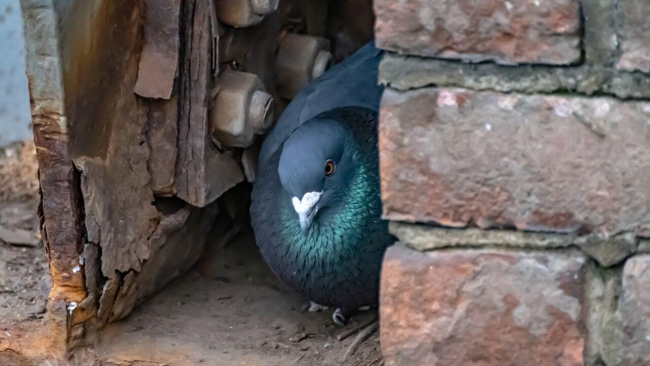 How To Stop Pigeons Nesting Trees Solar Panels Balcony Pigeon Web