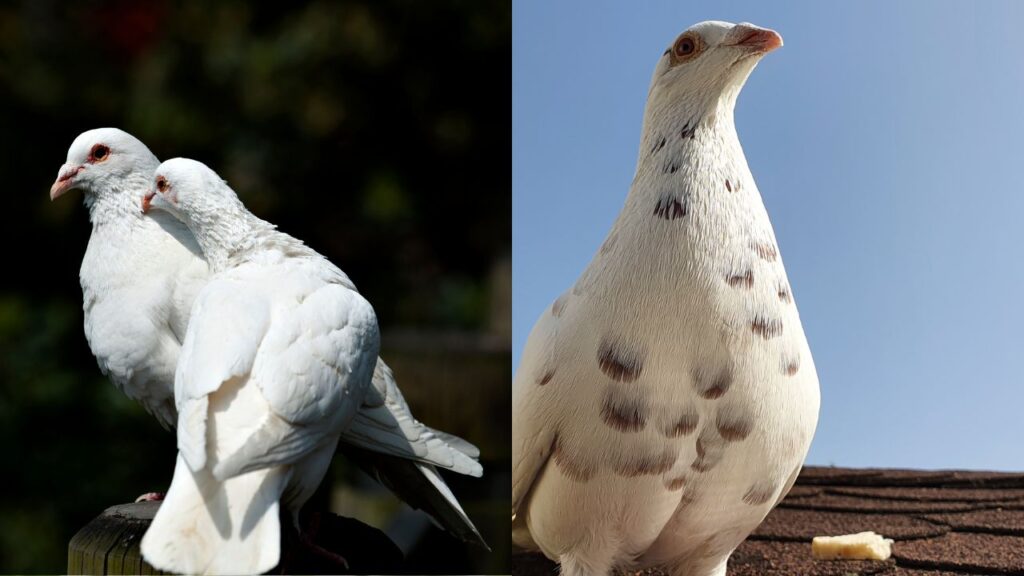3 Differences Between Albino Pigeons vs. Doves