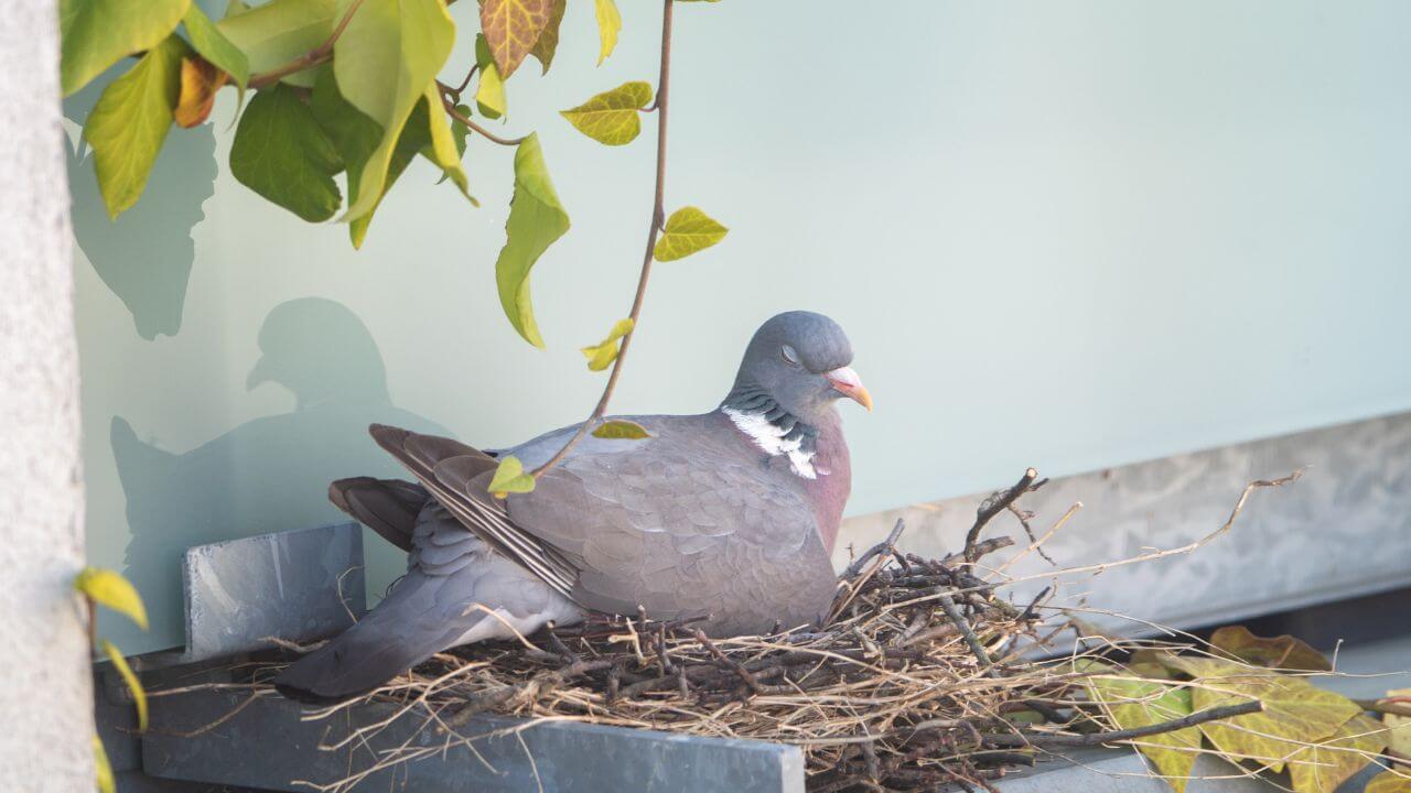 When Do Pigeons Nest: Do Pigeons Nest All Year Round? - Pigeon Web