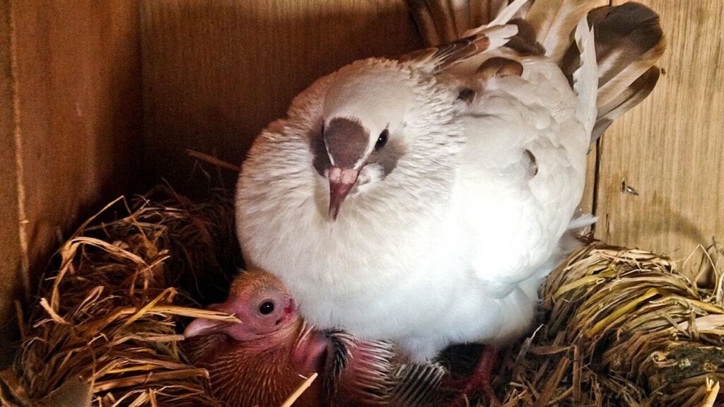 3 Signs of Pigeon Nests