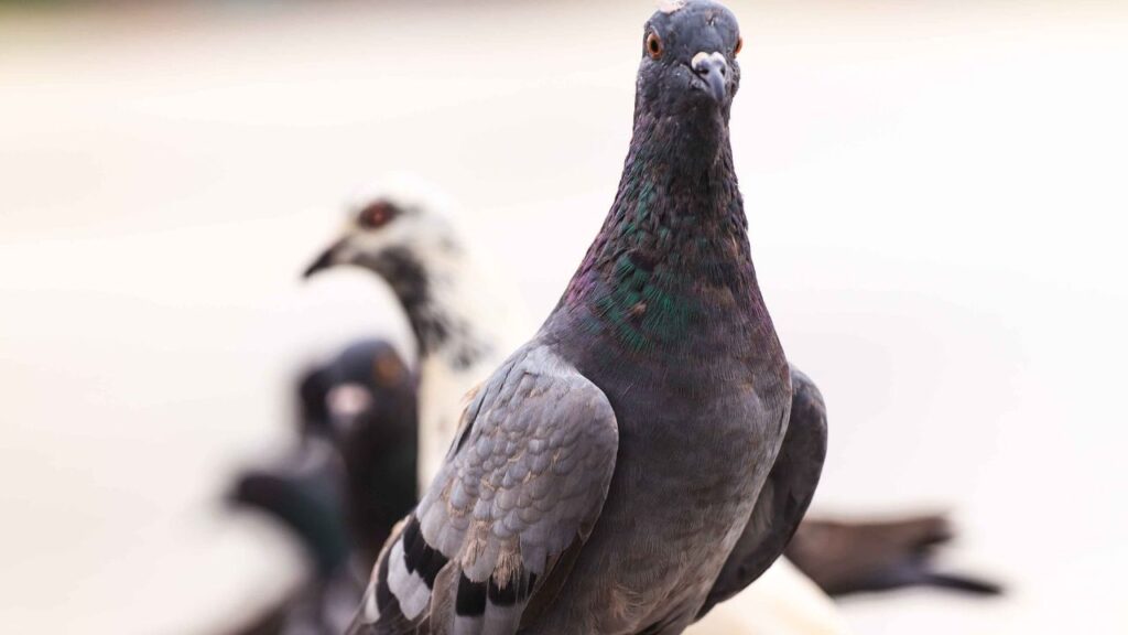 3 Tips for Aspiring Pigeon Keepers