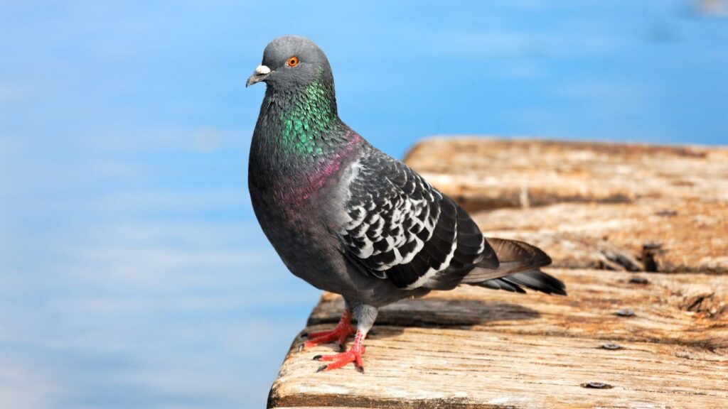 5 Difficulties of Owning Pigeons