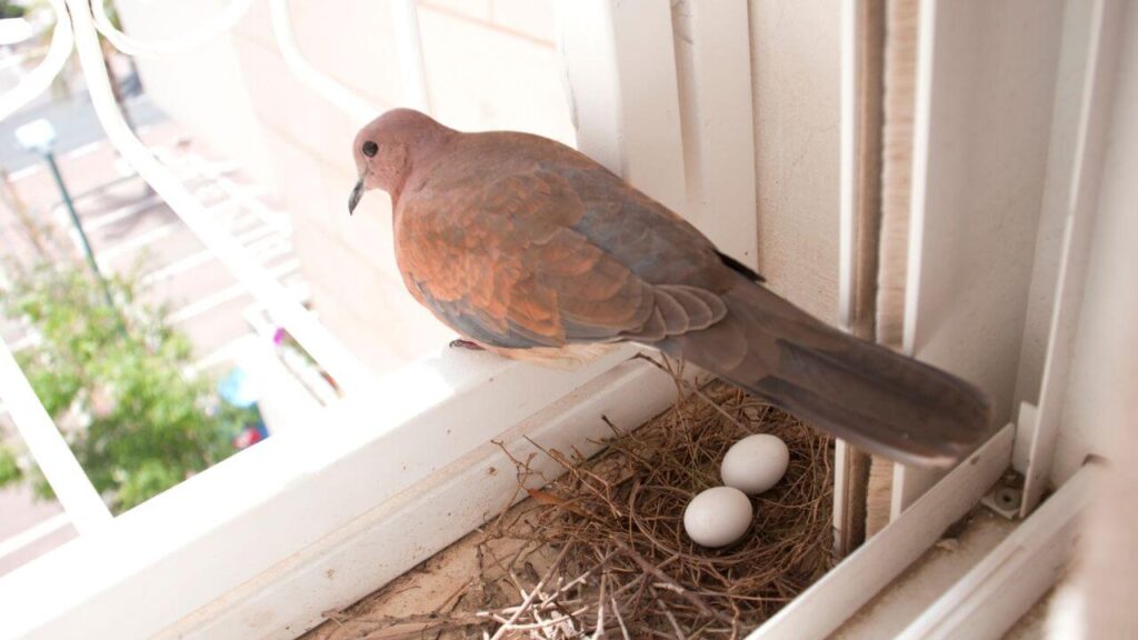 5 Environmental Factors Influencing Nest Site Selection