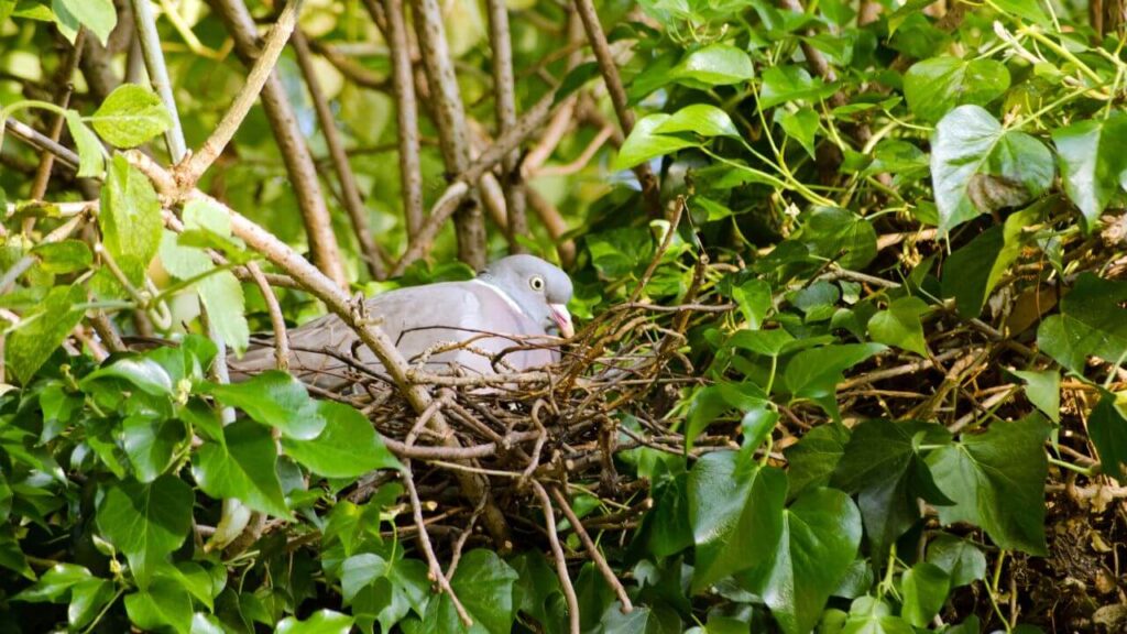 5 Key Points of Wood Pigeons Nesting Season