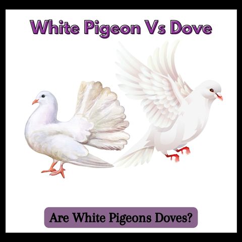 White Pigeon Vs Dove: Are White Pigeons Doves?