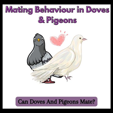 Can-Doves-And-Pigeons-Mate