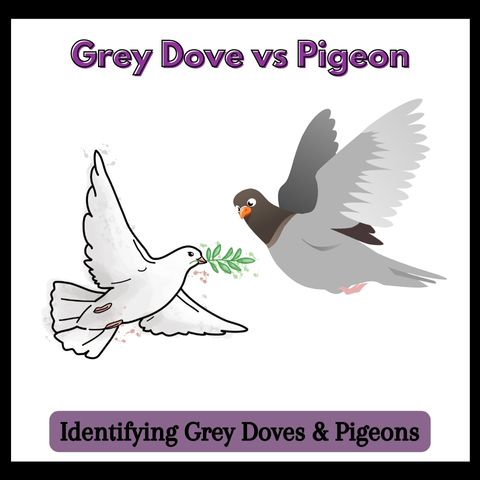 Grey Dove vs Pigeon