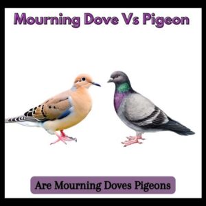 Albino Pigeon Vs Dove: 5 Key Differences and Identification - Pigeon Web