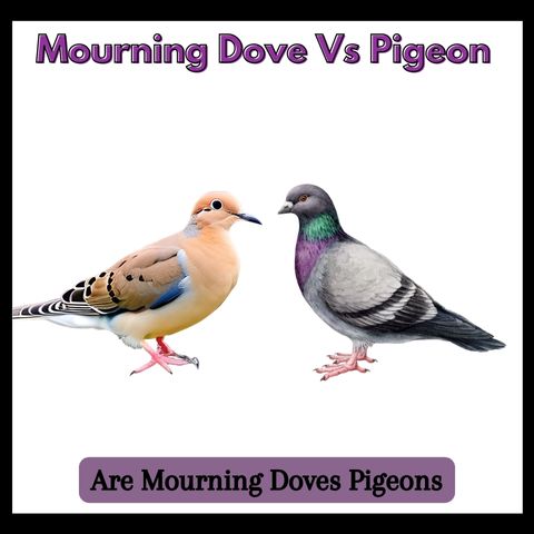 Mourning Dove Vs Pigeon