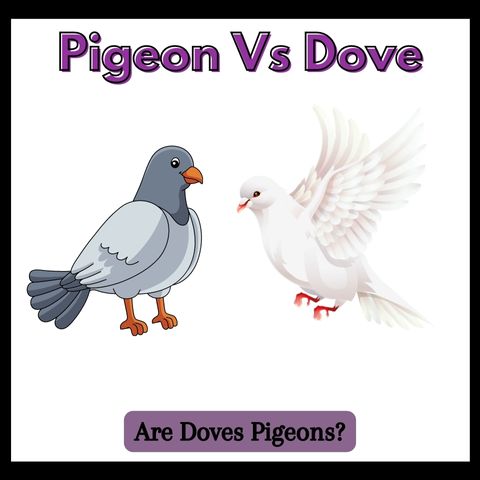 Pigeon Vs Dove