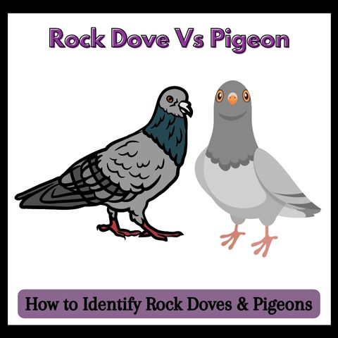 Rock-Dove-Vs-Pigeon