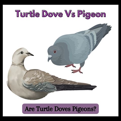 Turtle Dove Vs Pigeon