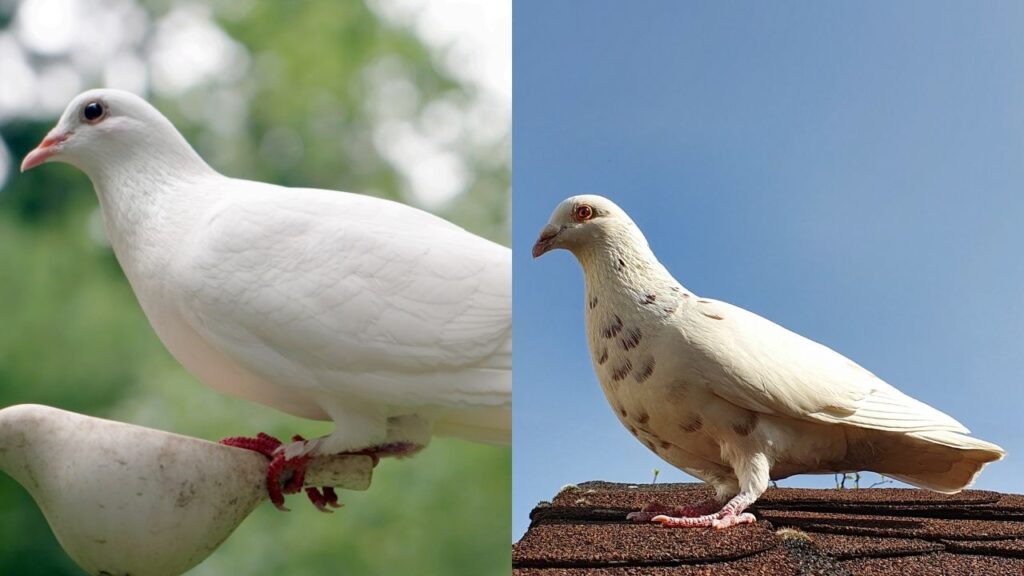 Albino Pigeons & Doves in Captivity