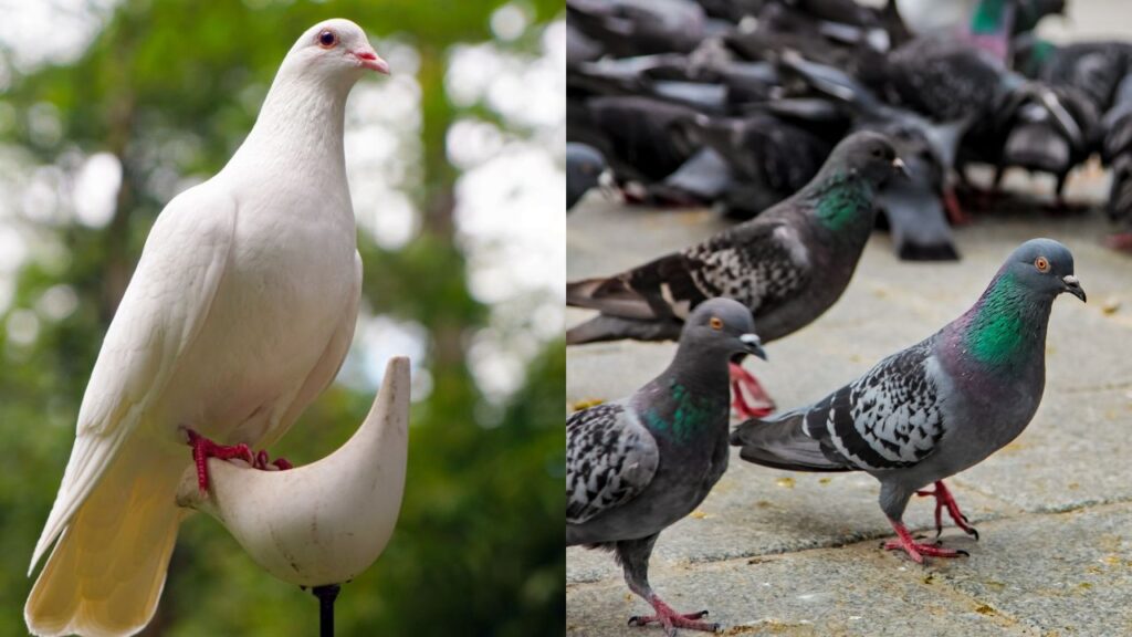 Are Doves Pigeons?