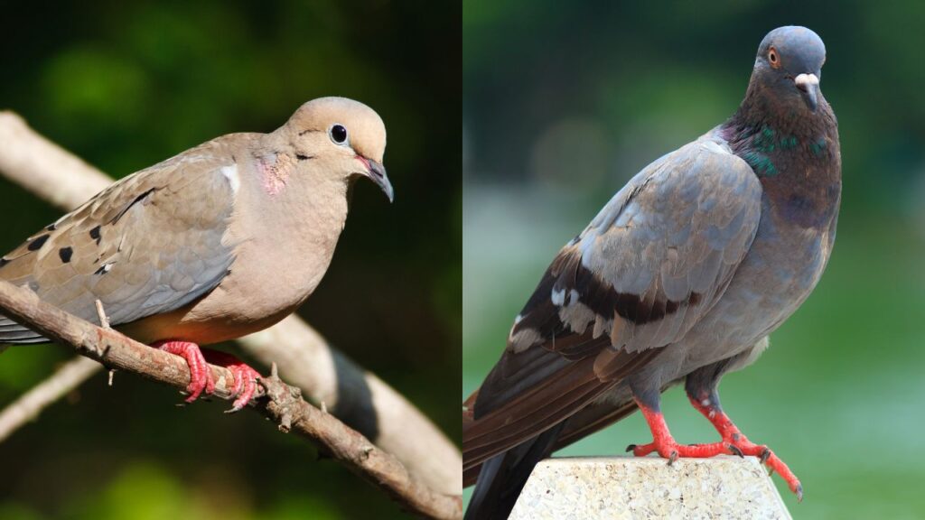 Are Mourning Doves Pigeons?