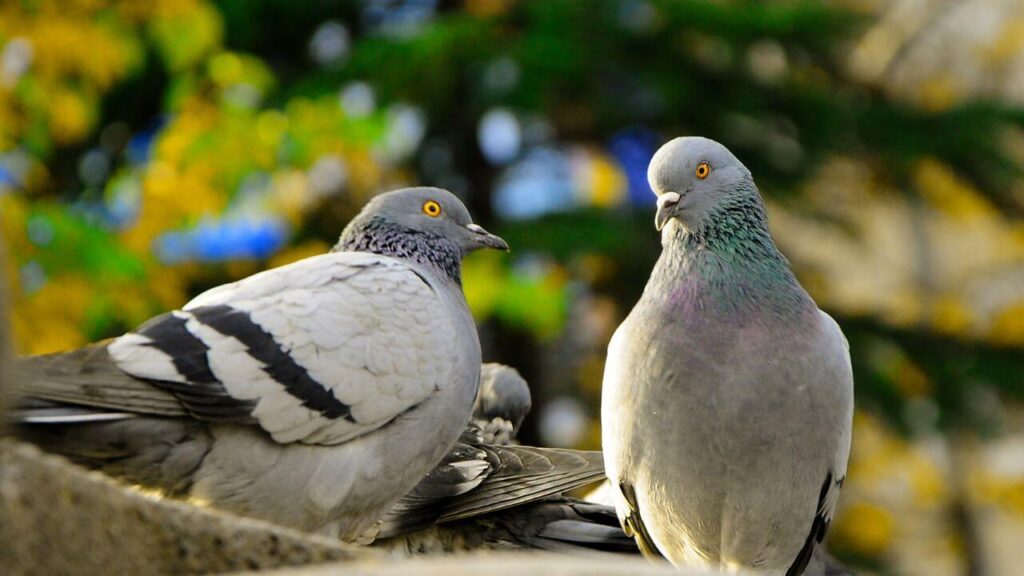 Are Pigeons Bad for Your Health?