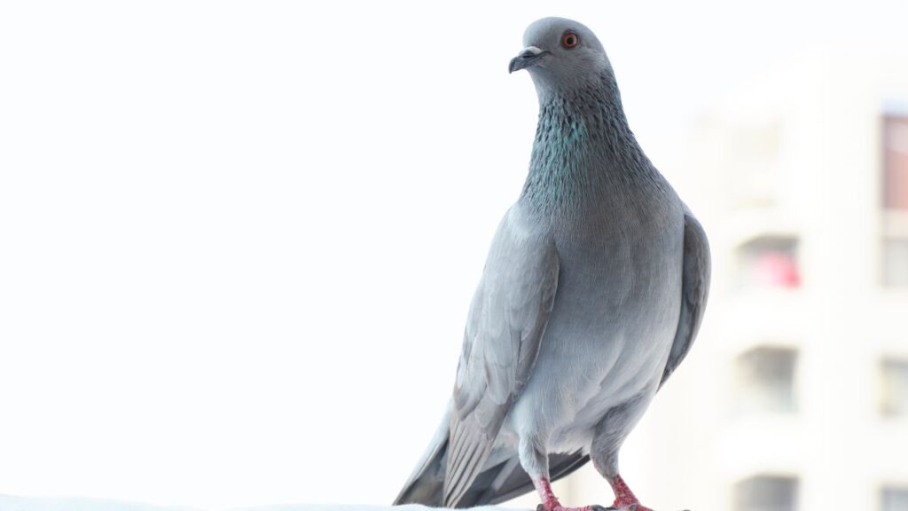 Are Pigeons Hard To Take Care Of?