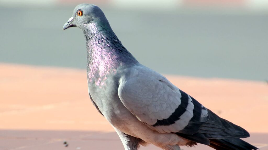 Are Pigeons Legal as Pets in California?