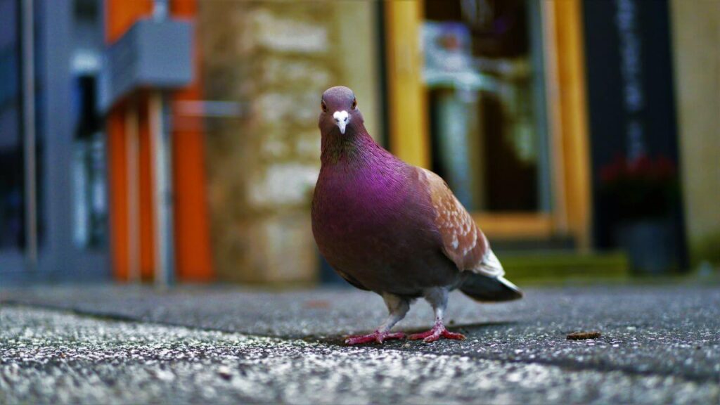 Are There Pigeons in California?