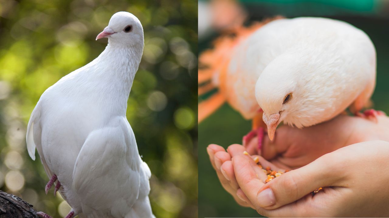 White Pigeon Vs Dove Are White Pigeons Doves? Pigeon 