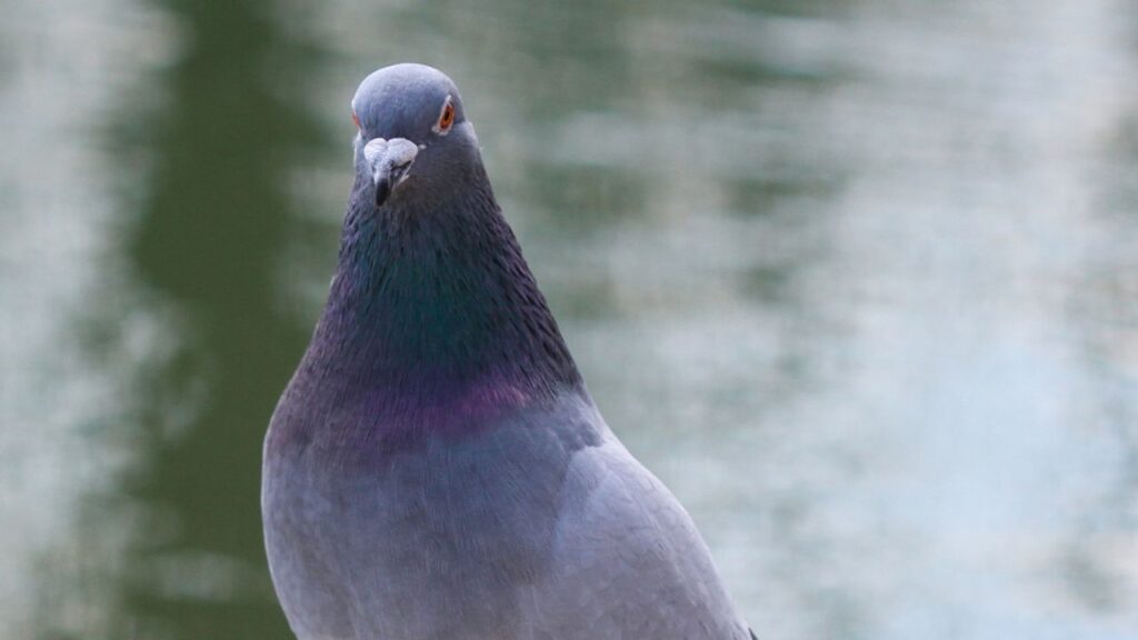 Average Lifespan of Different Pigeon Breeds