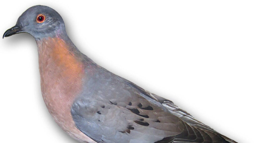 Bringing Back Passenger Pigeons: Genetic Engineering & De-extinction