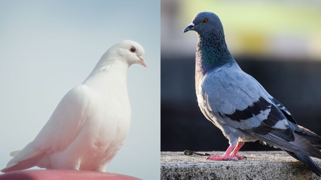 Can Doves And Pigeons Mate?