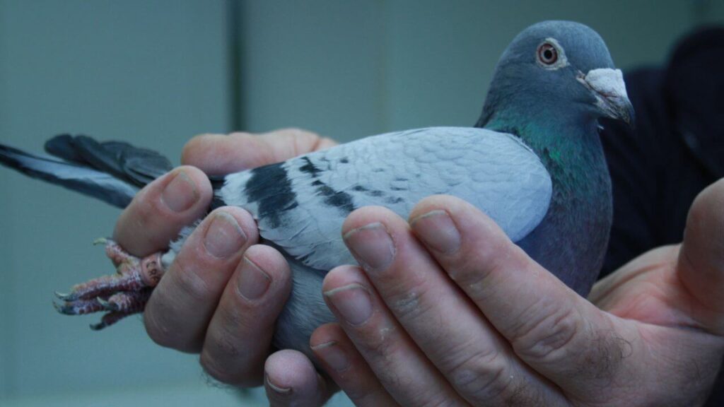 Can You Have a Pigeon as a Pet in California?