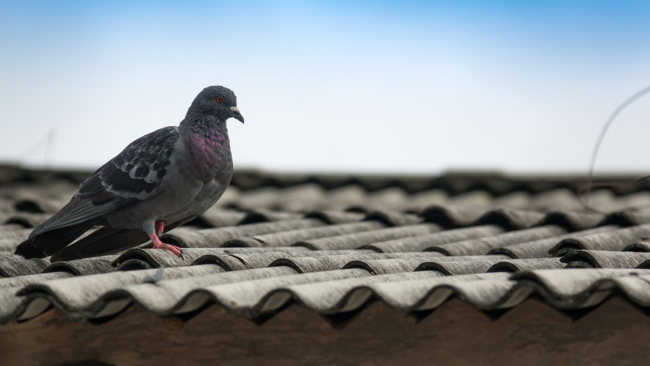 9 Pigeons As Pets Pros and Cons Pigeon 
