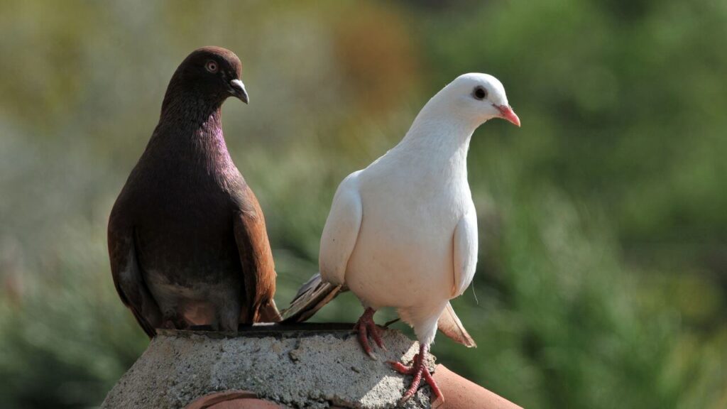 Do Pet Pigeons Fly Away? 