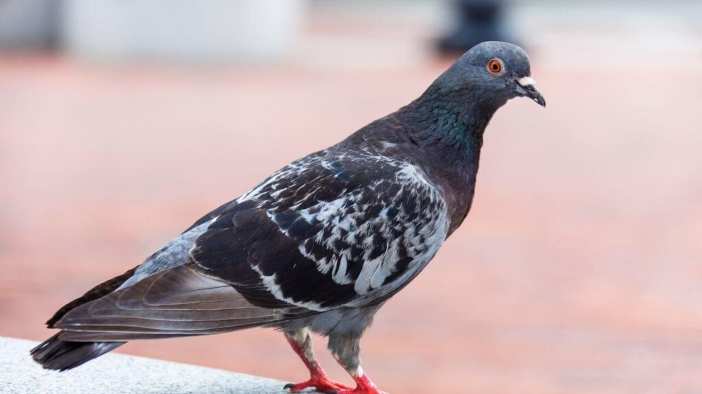 Do Pigeons Like to Be Petted?