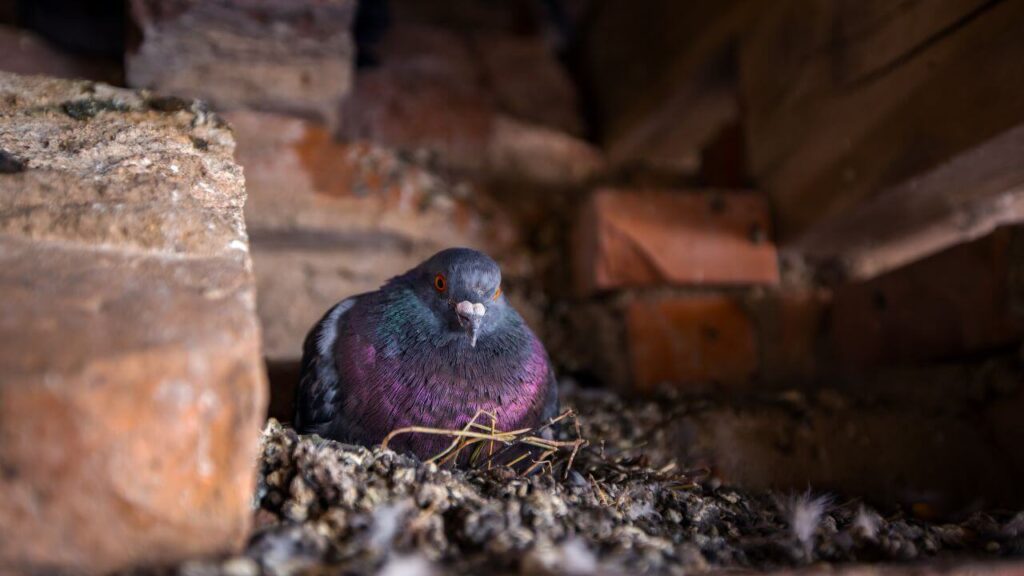 Do Pigeons Make Nests?