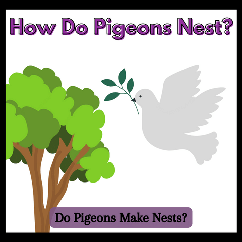 do-pigeons-make-nests, how-do-pigeons-nest