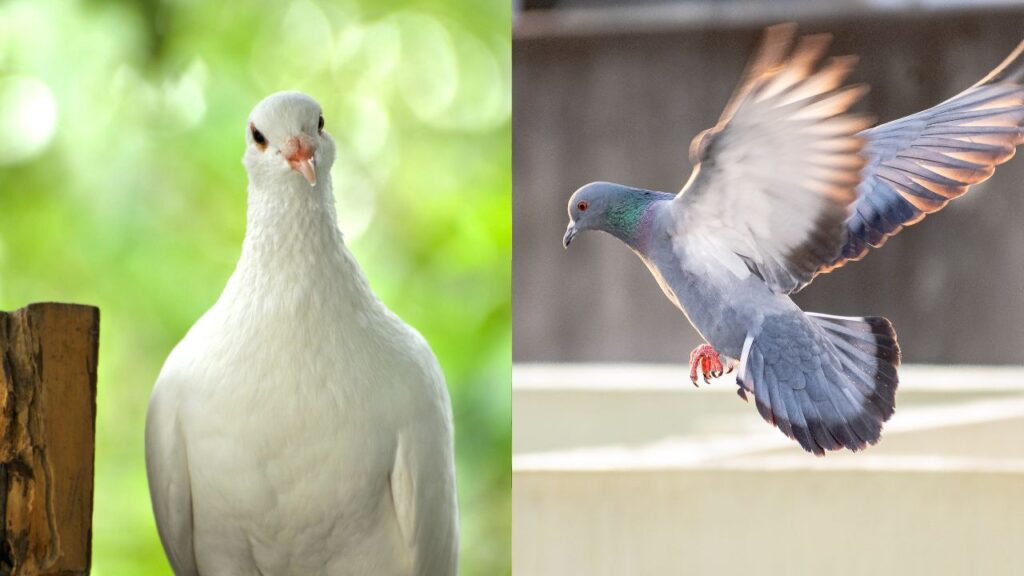 Dove vs. Pigeon As Pets 