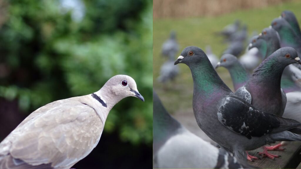 Grey Doves vs. Pigeons: 5 Key Differences 