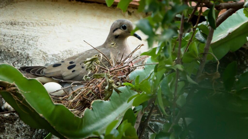 How Do Pigeons Nest?