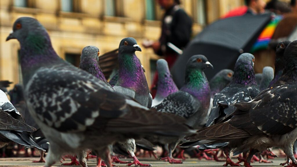 How Long Do Pet Pigeons Live?