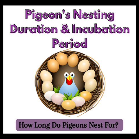 how-long-do-pigeons-nest-for