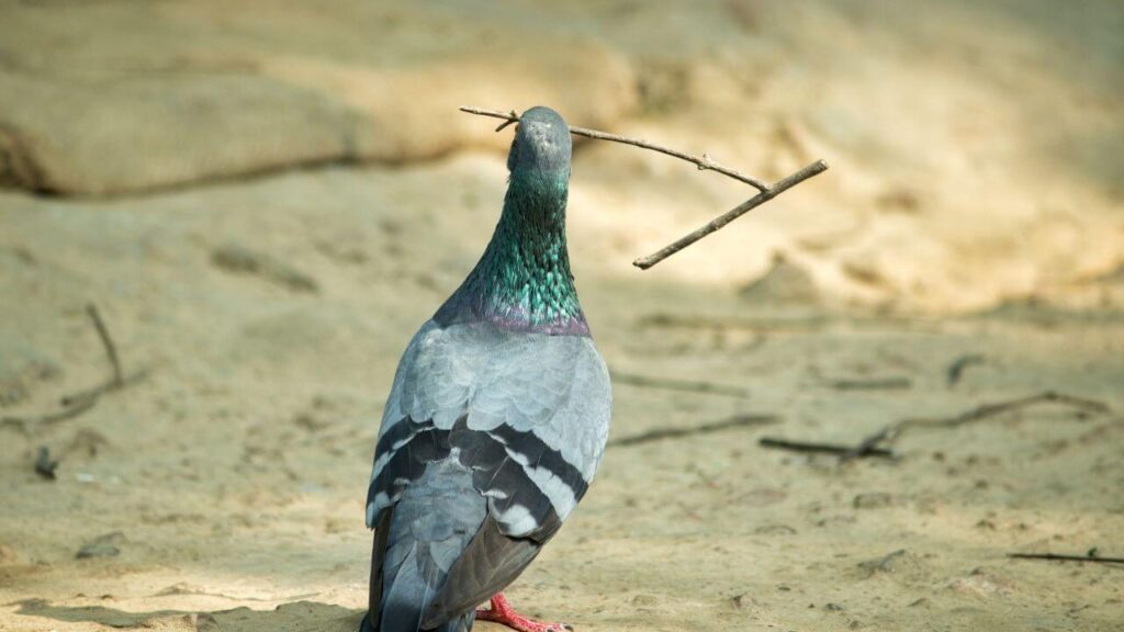 How Long Do Pigeons Nest For?