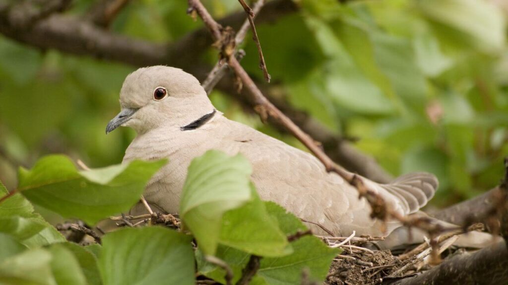 How Long Do Wood Pigeons Nest For?