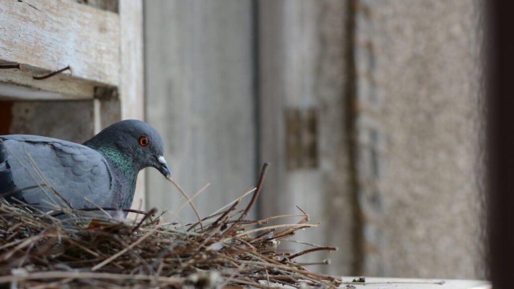 How Long Does It Take a Pigeon to Build a Nest?