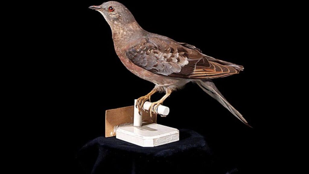 How Many Passenger Pigeons Were There?