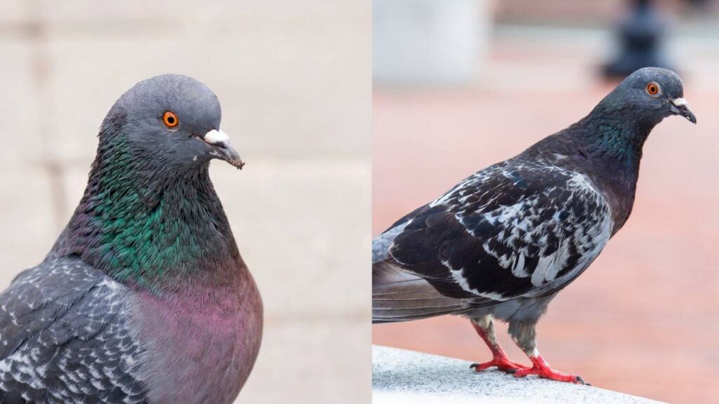 How to Identify Rock Doves & Pigeons
