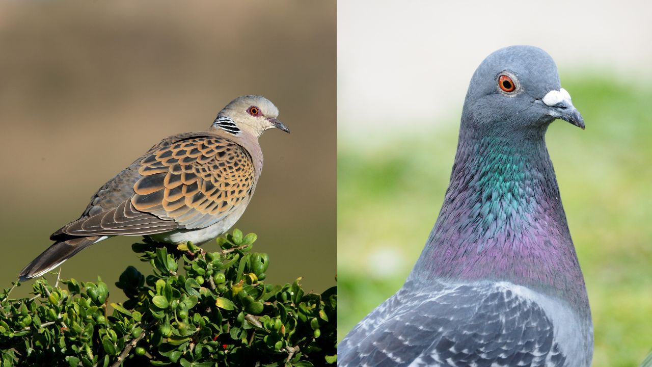 Turtle Dove Vs Pigeon: Are Turtle Doves Pigeons? (5 Key Differences ...