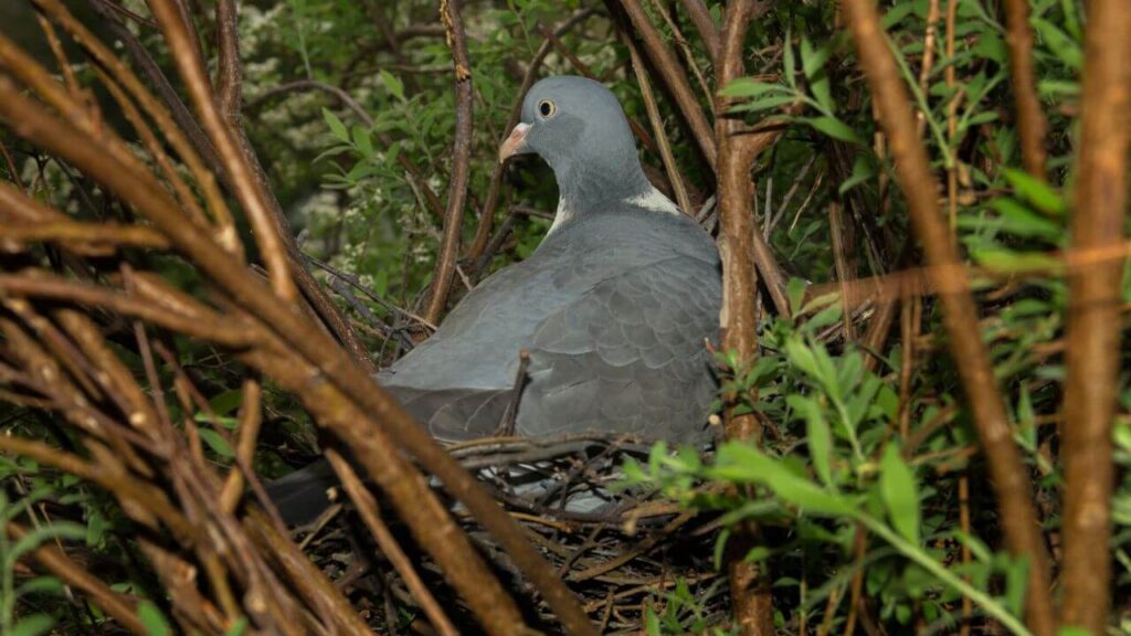 How to Stop Pigeons Nesting in Trees