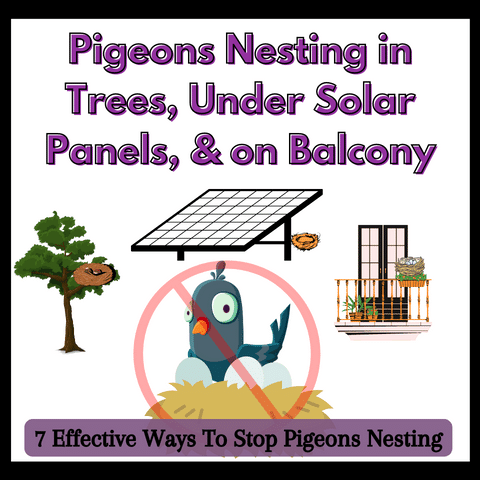 how-to-stop-pigeons-nesting-in-trees, how-to-stop-pigeons-nesting-under-solar-panels, how-to-stop-pigeons-nesting-on-my-balcony