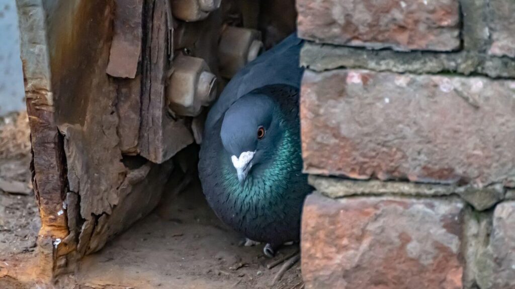 How To Stop Pigeons Nesting Under Solar Panels