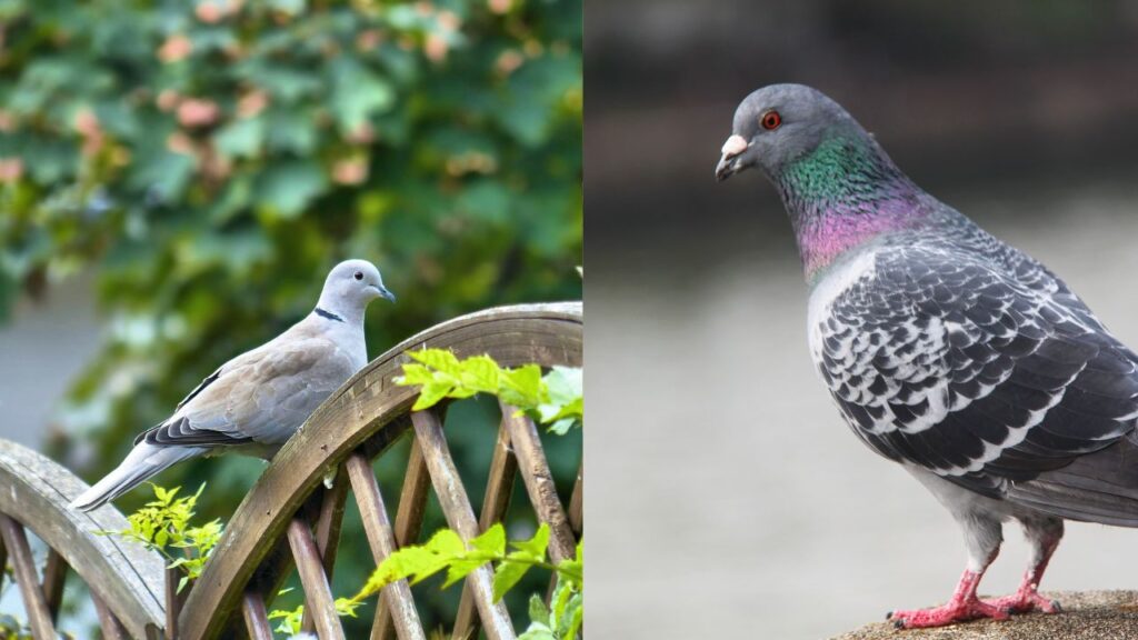 Identifying Grey Doves & Pigeons