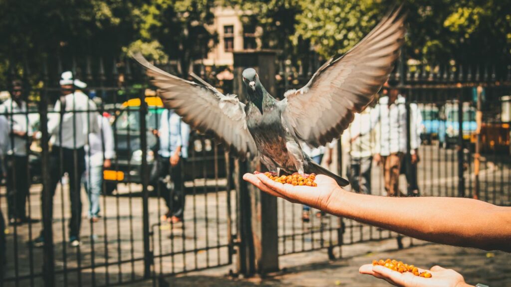 Is It Legal To Keep Pigeons As Pets?