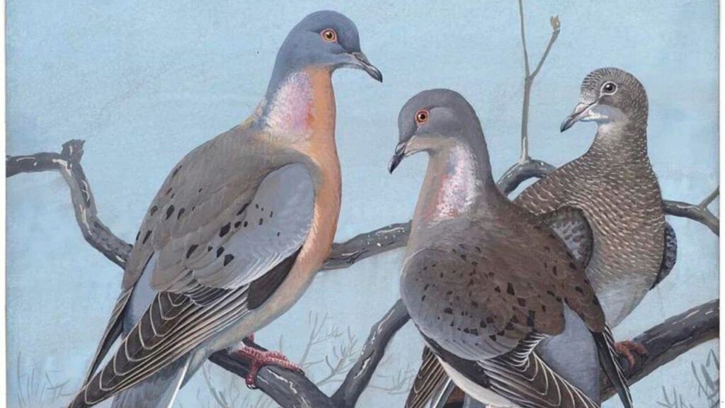 Lessons from the Passenger Pigeon's Extinction